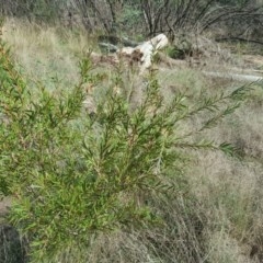 Callistemon sieberi at Stromlo, ACT - 26 Mar 2017