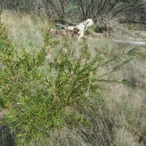 Callistemon sieberi at Stromlo, ACT - 26 Mar 2017