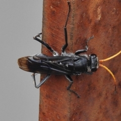 Fabriogenia sp. (genus) (Spider wasp) at Paddys River, ACT - 25 Mar 2018 by JohnBundock