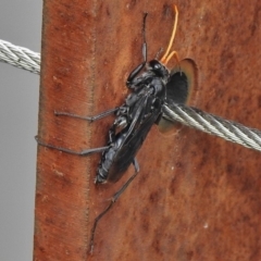 Fabriogenia sp. (genus) at Paddys River, ACT - 25 Mar 2018