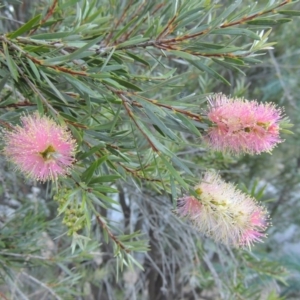 Callistemon sieberi at Tennent, ACT - 8 Mar 2018