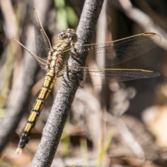Orthetrum caledonicum (Blue Skimmer) at Booth, ACT - 12 Mar 2018 by SWishart