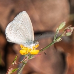 Zizina otis (Common Grass-Blue) at Booth, ACT - 11 Mar 2018 by SWishart