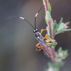 Ichneumonidae (family) (Unidentified ichneumon wasp) at Booth, ACT - 11 Mar 2018 by SWishart