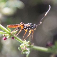 Ichneumonidae (family) at Booth, ACT - 12 Mar 2018