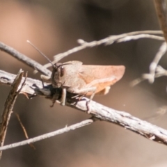 Goniaea sp. (genus) (A gumleaf grasshopper) at Booth, ACT - 12 Mar 2018 by SWishart