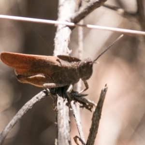 Goniaea sp. (genus) at Booth, ACT - 12 Mar 2018 11:22 AM