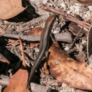 Lampropholis guichenoti at Booth, ACT - 12 Mar 2018