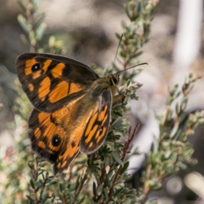 Heteronympha penelope (Shouldered Brown) at Booth, ACT - 12 Mar 2018 by SWishart