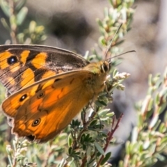 Heteronympha penelope at Booth, ACT - 12 Mar 2018