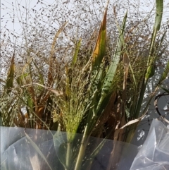 Panicum hillmanii (Hillman's Panic Grass) at Gungahlin, ACT - 25 Mar 2018 by ACTParks-InvasivePlantsTeam