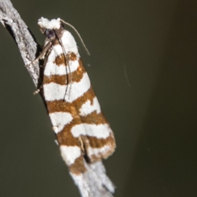 Technitis desmotana (A tortrix or leafroller moth) at Namadgi National Park - 12 Mar 2018 by SWishart