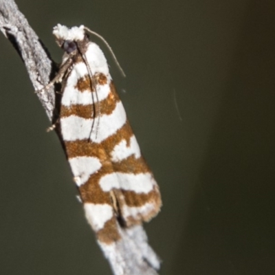 Technitis desmotana (A tortrix or leafroller moth) at Booth, ACT - 12 Mar 2018 by SWishart