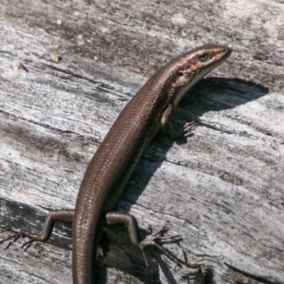 Pseudemoia entrecasteauxii (Woodland Tussock-skink) at Booth, ACT - 12 Mar 2018 by SWishart