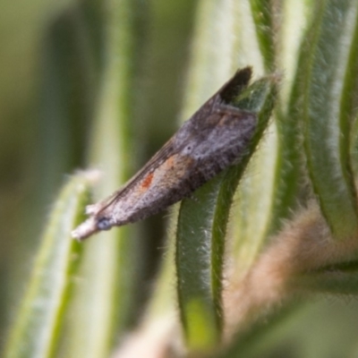 Peraglyphis (genus) (A tortrix or leafroller moth) at Namadgi National Park - 12 Mar 2018 by SWishart