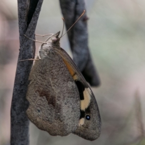 Heteronympha merope at Booth, ACT - 12 Mar 2018 12:28 PM