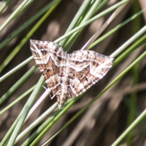 Chrysolarentia interruptata at Booth, ACT - 12 Mar 2018 12:38 PM