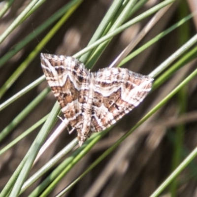 Chrysolarentia interruptata (Boxed Carpet Moth) at Namadgi National Park - 12 Mar 2018 by SWishart