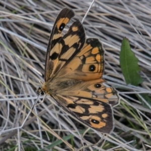 Heteronympha penelope at Booth, ACT - 12 Mar 2018