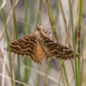 Chrysolarentia heliacaria at Booth, ACT - 12 Mar 2018