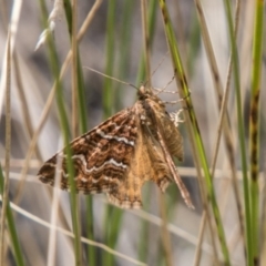 Chrysolarentia heliacaria at Booth, ACT - 12 Mar 2018