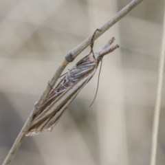 Hednota species near grammellus (Pyralid or snout moth) at Namadgi National Park - 12 Mar 2018 by SWishart