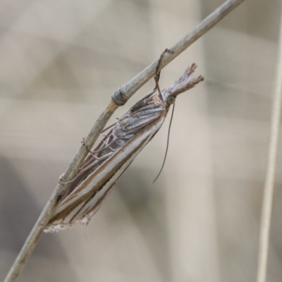 Hednota species near grammellus (Pyralid or snout moth) at Booth, ACT - 12 Mar 2018 by SWishart