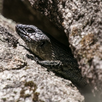 Egernia cunninghami (Cunningham's Skink) at Booth, ACT - 12 Mar 2018 by SWishart