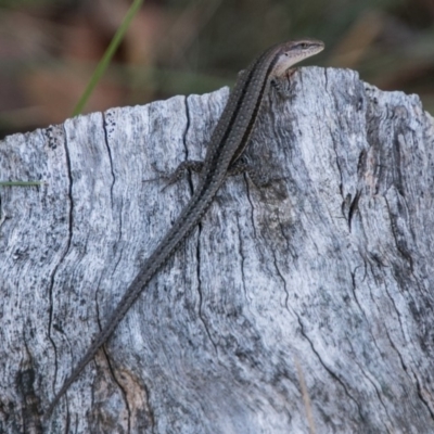 Lampropholis guichenoti (Common Garden Skink) at Booth, ACT - 12 Mar 2018 by SWishart