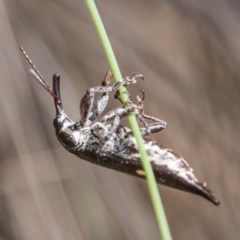 Rhinotia bidentata (Two-spot Rhinotia weevil) at Namadgi National Park - 12 Mar 2018 by SWishart