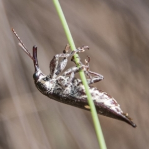 Rhinotia bidentata at Booth, ACT - 12 Mar 2018