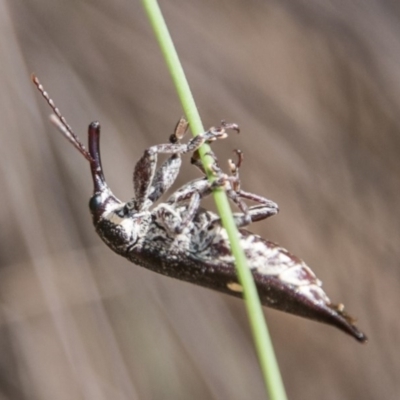 Rhinotia bidentata (Two-spot Rhinotia weevil) at Namadgi National Park - 12 Mar 2018 by SWishart