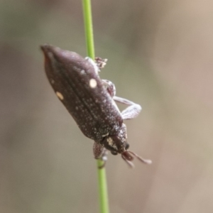 Rhinotia bidentata at Booth, ACT - 12 Mar 2018