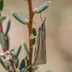 Hednota species near grammellus (Pyralid or snout moth) at Namadgi National Park - 12 Mar 2018 by SWishart
