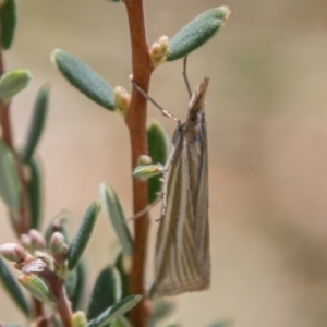 Hednota species near grammellus at Booth, ACT - 12 Mar 2018 02:21 PM