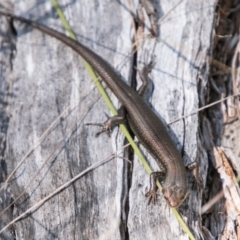 Pseudemoia entrecasteauxii (Woodland Tussock-skink) at Booth, ACT - 12 Mar 2018 by SWishart