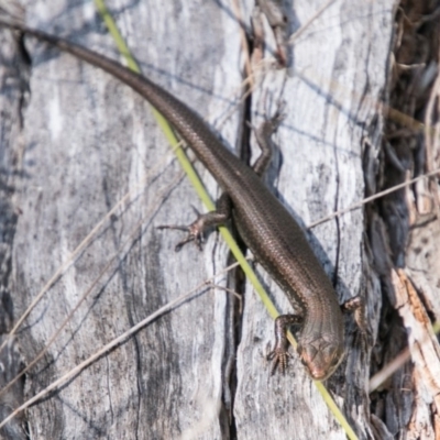 Pseudemoia entrecasteauxii (Woodland Tussock-skink) at Booth, ACT - 12 Mar 2018 by SWishart