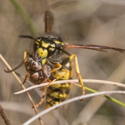 Vespula germanica (European wasp) at Namadgi National Park - 12 Mar 2018 by SWishart
