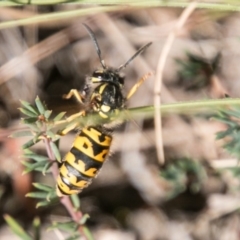 Vespula germanica at Booth, ACT - 12 Mar 2018 02:23 PM