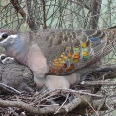 Phaps chalcoptera (Common Bronzewing) at Red Hill Nature Reserve - 24 Mar 2018 by roymcd