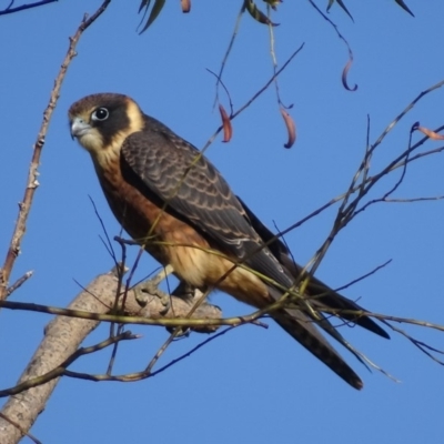 Falco longipennis (Australian Hobby) at Paddys River, ACT - 5 Mar 2018 by roymcd