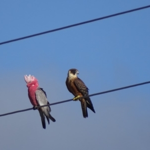 Falco longipennis at Paddys River, ACT - 6 Mar 2018