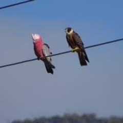 Falco longipennis at Paddys River, ACT - 6 Mar 2018