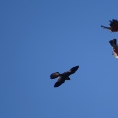 Falco longipennis at Paddys River, ACT - 6 Mar 2018