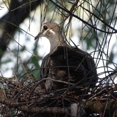 Phaps chalcoptera (Common Bronzewing) at Red Hill Nature Reserve - 11 Mar 2018 by roymcd