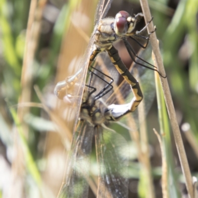 Hemicordulia tau (Tau Emerald) at Bruce Ridge - 26 Mar 2018 by AlisonMilton