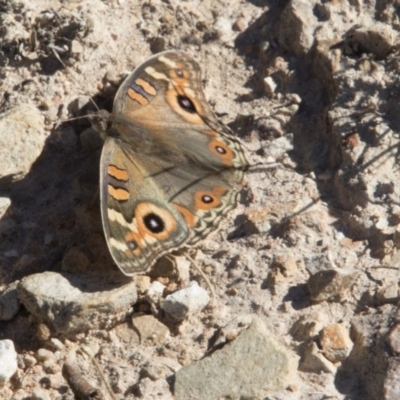 Junonia villida (Meadow Argus) at O'Connor, ACT - 26 Mar 2018 by AlisonMilton