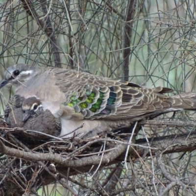 Phaps chalcoptera (Common Bronzewing) at Red Hill, ACT - 22 Mar 2018 by roymcd