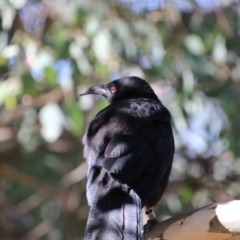 Corcorax melanorhamphos (White-winged Chough) at Bruce Ridge - 26 Mar 2018 by AlisonMilton