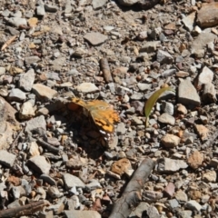 Vanessa kershawi (Australian Painted Lady) at Bruce Ridge - 26 Mar 2018 by AlisonMilton